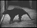 Thylacine 4 Thylacine 4