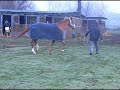 Il mio fantastico pony..
