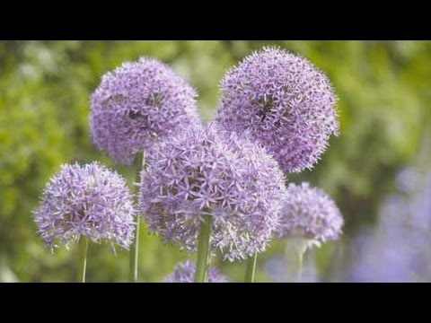 how to fertilize allium