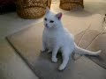 Adopt a Cat Buttermilk in Maryland