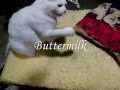 Adopt a Cat Buttermilk in Maryland
