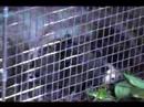 Baby Opossums