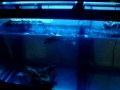 125 Gallon Turtle Tank