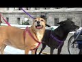 Dogs go to Heaven: October 21, 2007 March