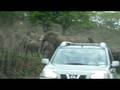 Huge herd of elephants in South Africa