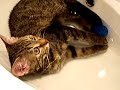 WATER CAT FILYA