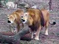 Lion roaring allah (2)
