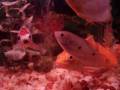 My Bro's Fishtank