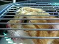 crying cat