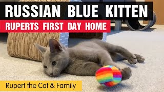 Russian Blue Kitten - Ruperts First Day Home