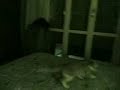 Gatto balla il liscio Gatto balla il liscio
