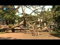 Pohon Timpa Mobil_mp4.mp4