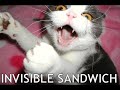 fuuny cat song/video