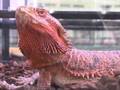 爬虫類部門 金賞(1位)フトアゴヒゲトカゲ(Pogona vitticeps)
