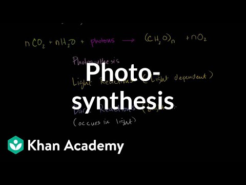 Photosynthesis