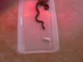 Demi the Dumerils boa feeding #1