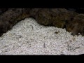 Океанариум Адлер SOCHI DISCOVERY WORLD AQUARIUM