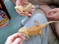 New juvie beardies