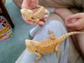 Juvie Sandfire Bearded Dragons
