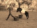 Shetlands Can Jump!