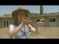 Better Bees: Super Bee and Wild Bee - KQED QUEST