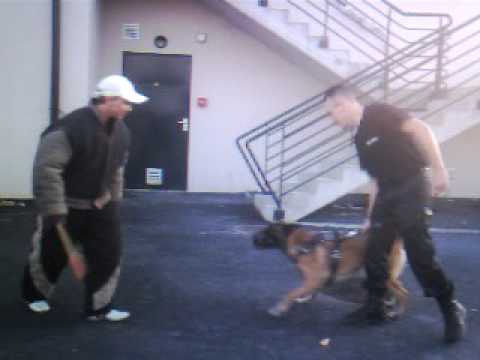 chien de sécurité