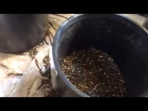 how to transplant in coco