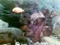 Aquarium de chez ma dentiste. Aquarium de chez ma dentiste.