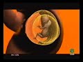 REDES CELULAS MADRE  2de2