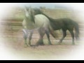 Argo, Kiger Mustang