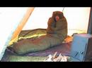 Camping in Comfort (AZBushcraft.com) - YouTube
