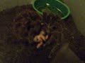 Theraphosa blondi