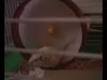 Another Video of Lucky