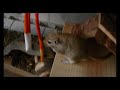 A Gerbil Day