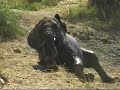 JUMBO, Elephants in Krugerpark