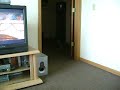 Riese playing fetch