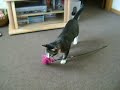 Riese playing fetch