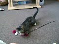 Riese playing fetch
