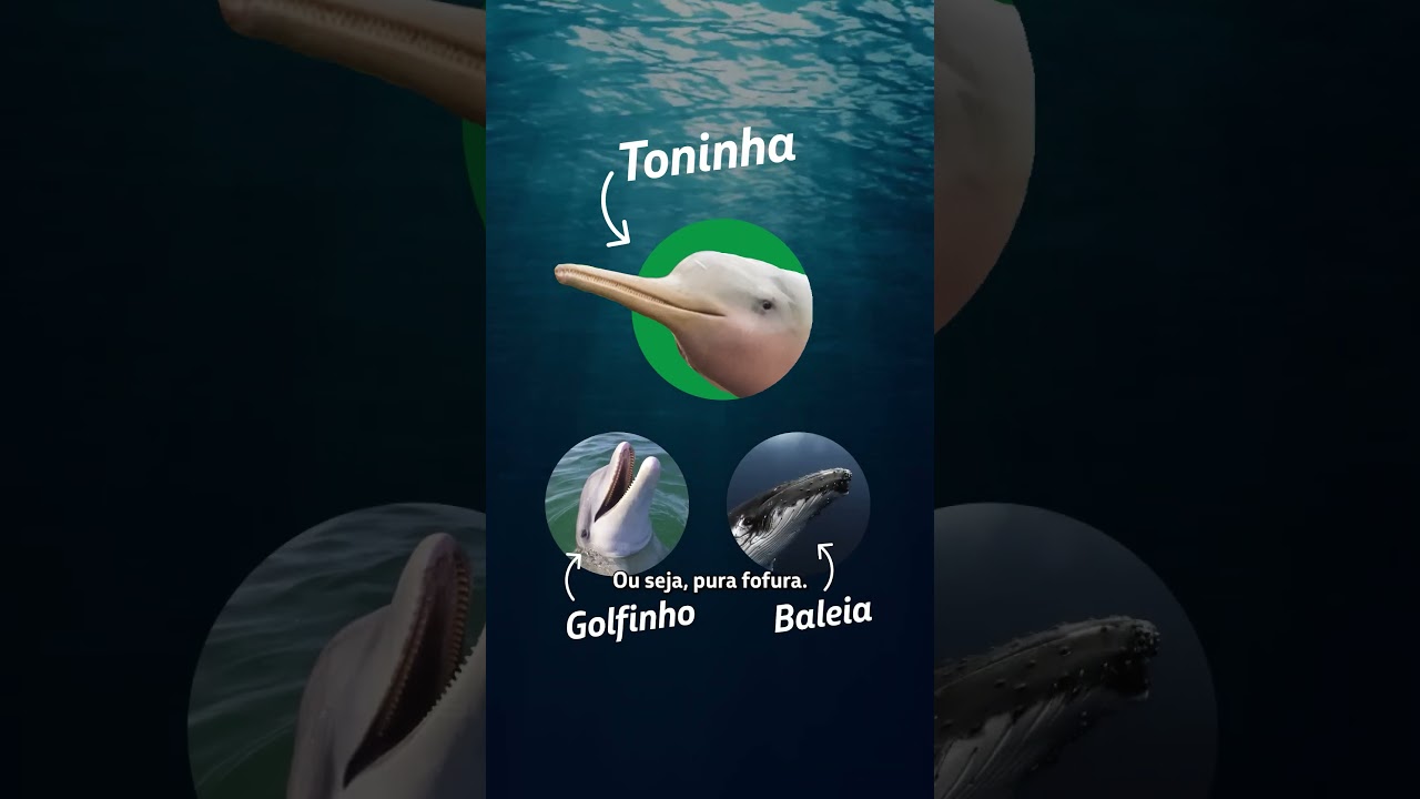 Diva, a toninha de Ubatuba, e o trabalho que protege vidas