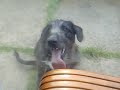 FUNNY DOG