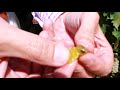 Inicio de la vendimia de Sauvignon Blanc en Cuatro Rayas
