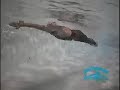 breaststroke for every body promo