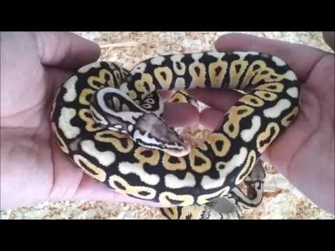 YouTube reptile video