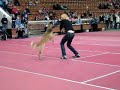 Dog Dancing