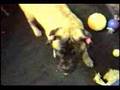 Bullmastiff video