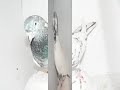 Fayyaz and Johnny's imported birds from Pakistan