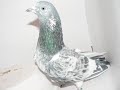 Fayyaz and Johnny's imported birds from Pakistan