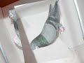 Fayyaz and Johnny's imported birds from Pakistan