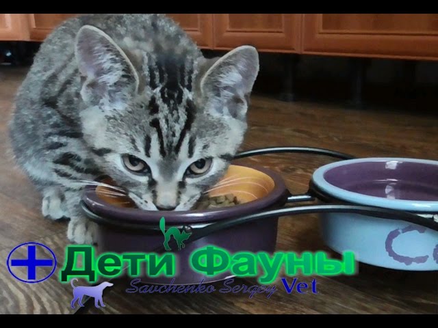 Миски для кошек. Сэму купили новые миски на подставке! Автор ветеринар