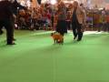 Crufts 2009 French Bulldog Open Bitch Class